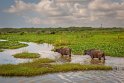 101 Bundala NP, waterbuffel